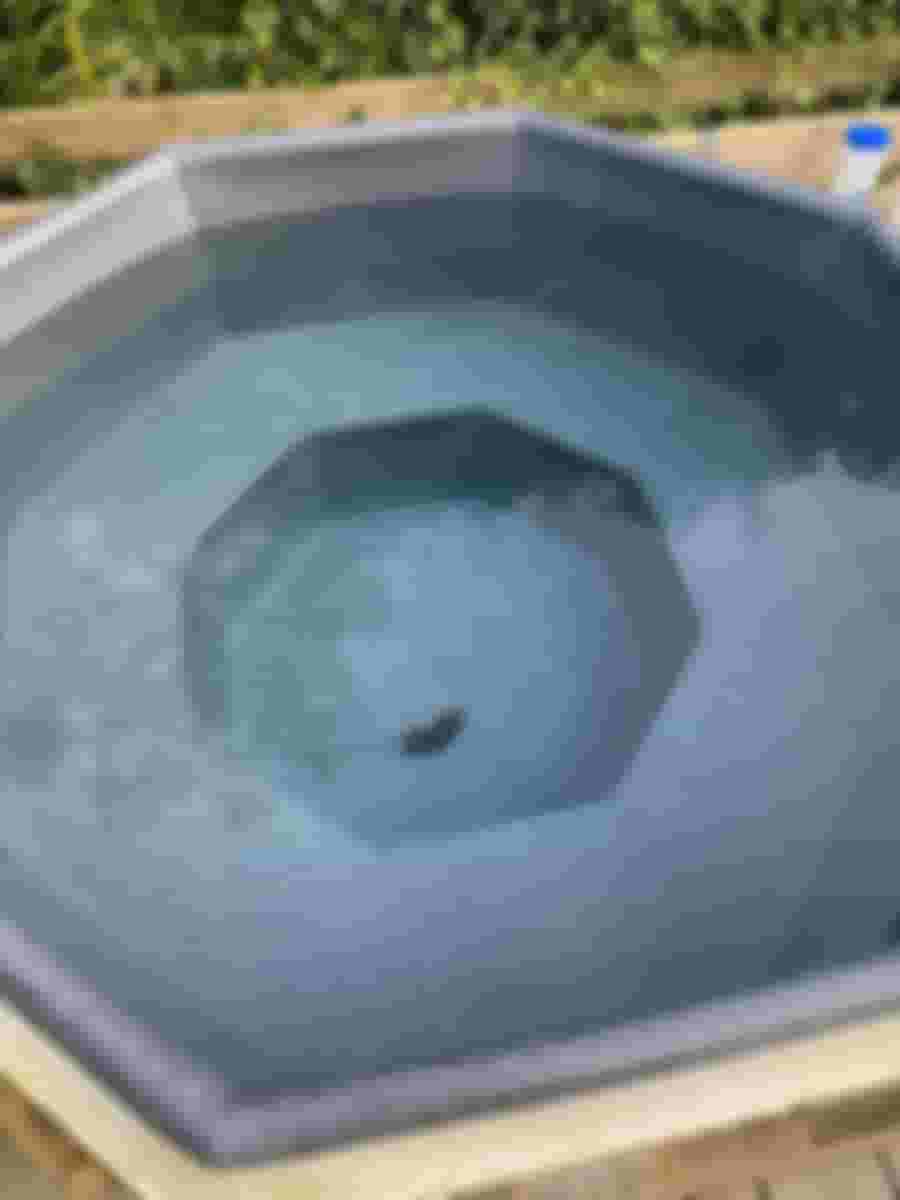 Badtunna med oväntat besök; något ligger i vattnet.